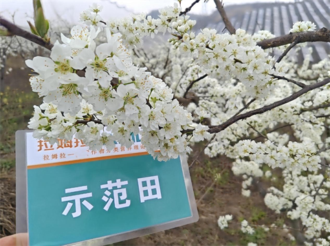 進(jìn)口水溶肥,李子種植,翠姆水溶肥