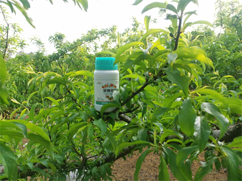 進(jìn)口水溶肥,李子種植,翠姆水溶肥