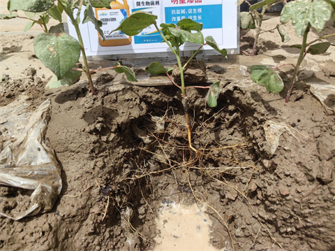 水溶肥,棉花種植,拉姆拉滴灌級(jí)特種肥