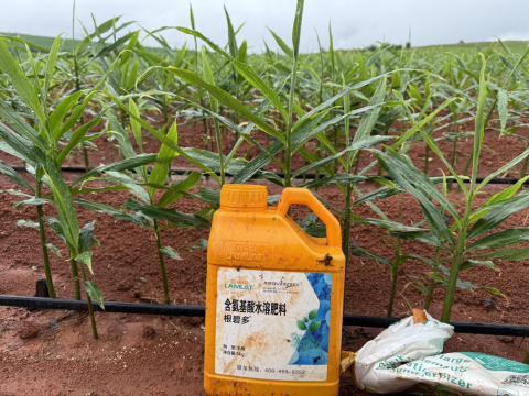 水溶肥,大姜種植,拉姆拉滴灌級特種肥