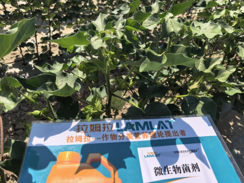 水溶肥品牌,棉花種植,拉姆拉滴灌級特種肥