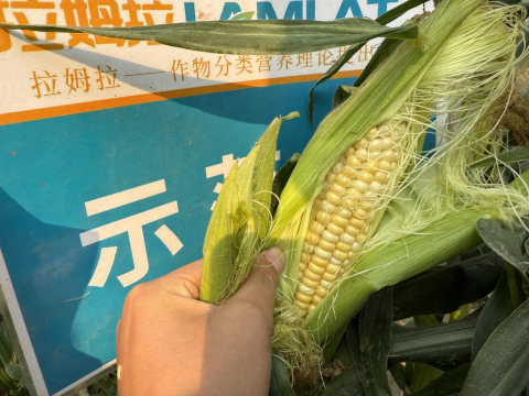 水溶肥廠家,甜脆玉米種植,拉姆拉滴灌級(jí)特種肥