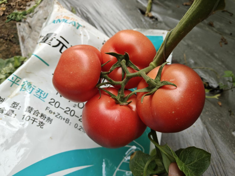 水溶肥,番茄種植,拉姆拉滴灌級(jí)特種肥